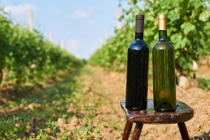 no label wine bottles in vineyard winery