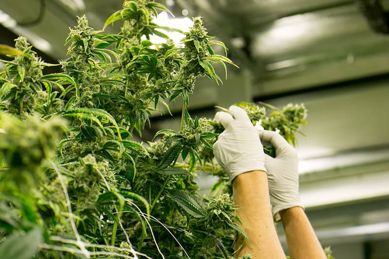 Cannabis2