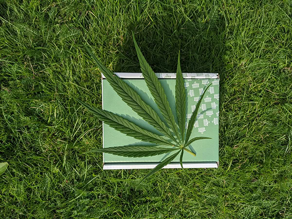 cbd packaging box in grass